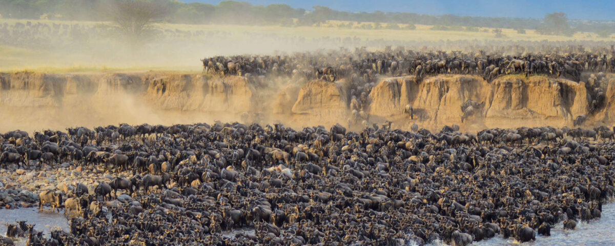 Kenya Safari Best Seasons for Wildlife Viewing