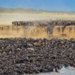 Kenya Safari Best Seasons for Wildlife Viewing