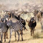 Tanzania Safaris