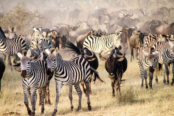 Tanzania Safaris