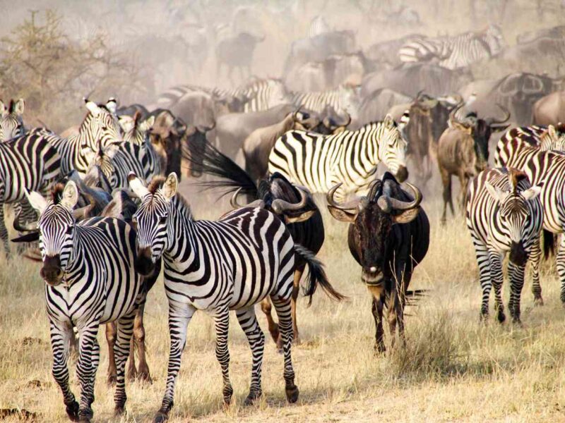 Tanzania Safaris