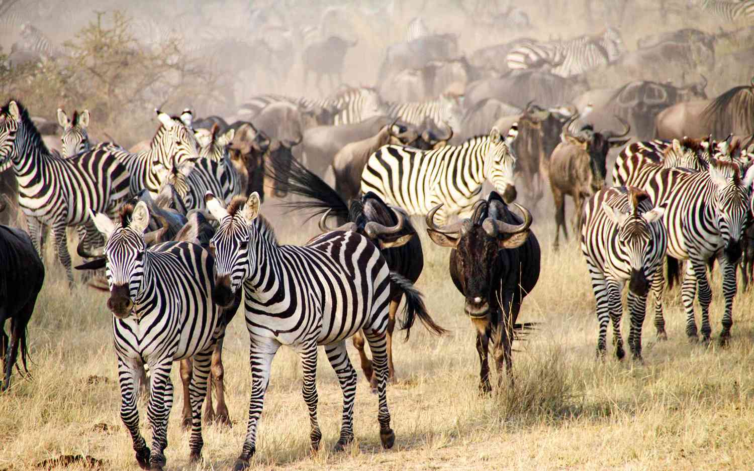 Kenya Safaris
