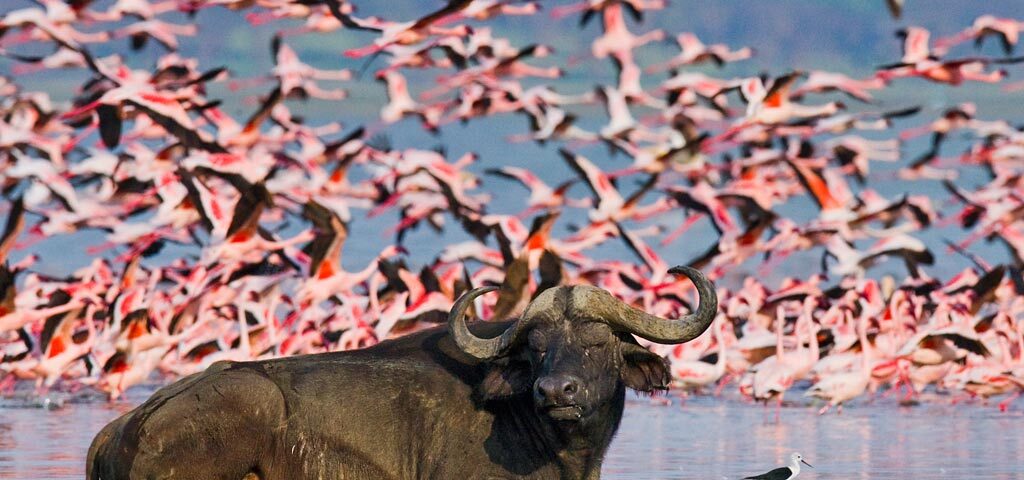 What to Pack for a Kenya Safari