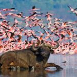 What to Pack for a Kenya Safari