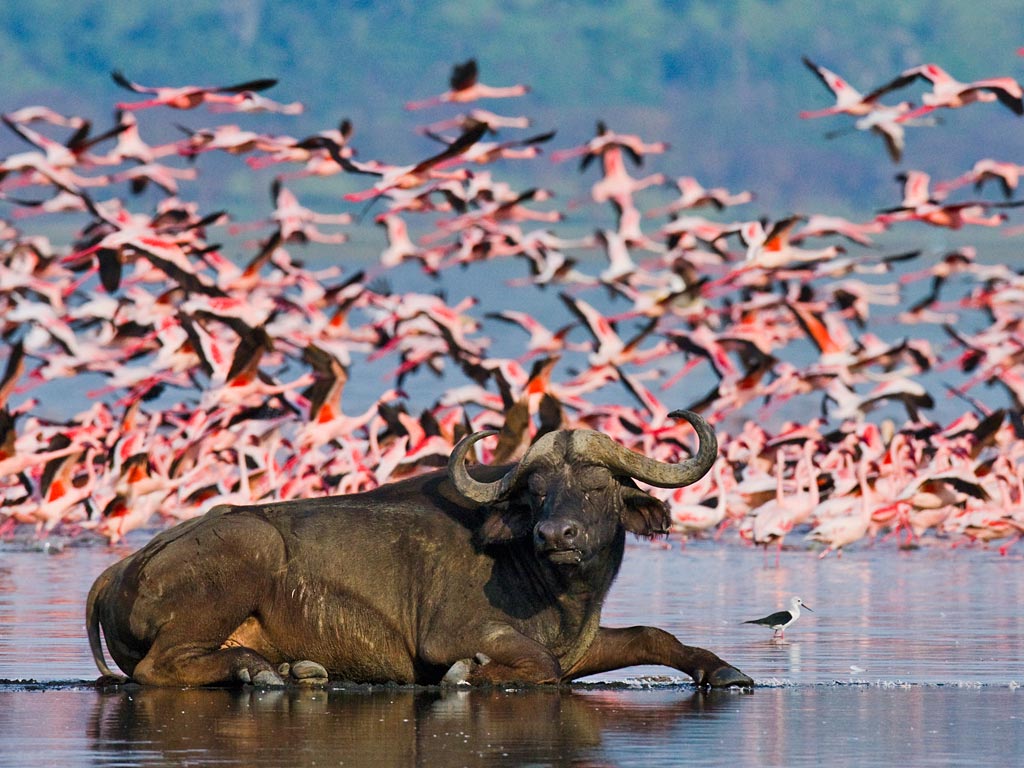 lake Nakuru Bird Watching Safaris