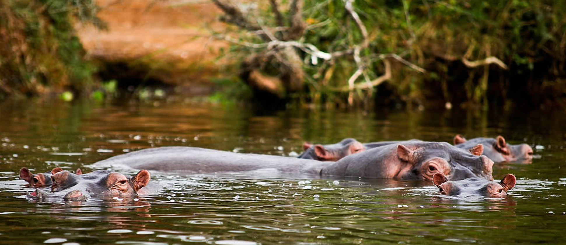 Murchison Fall National park