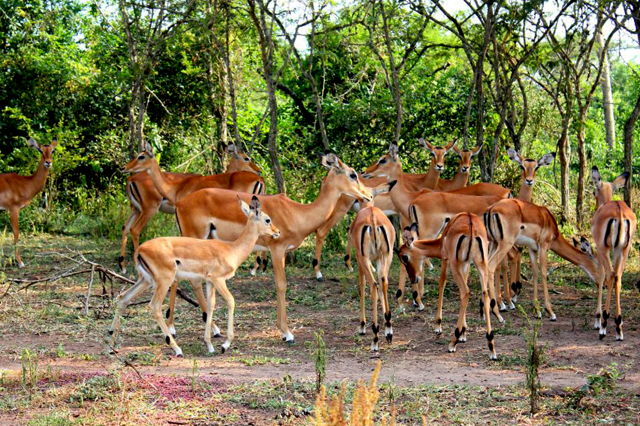 lake-mburo safari for game viewing with antelope spotting