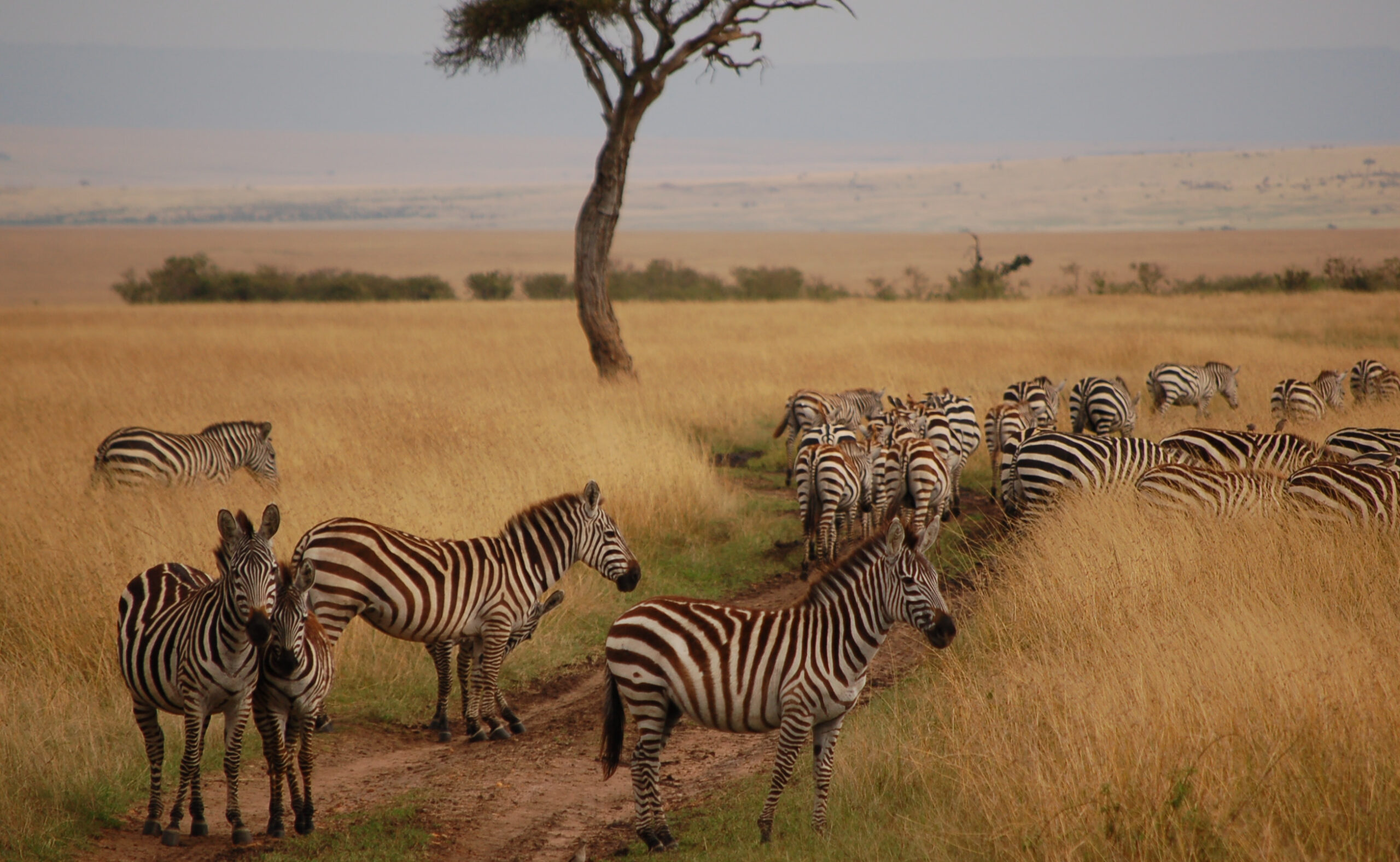 maasai mara National Park