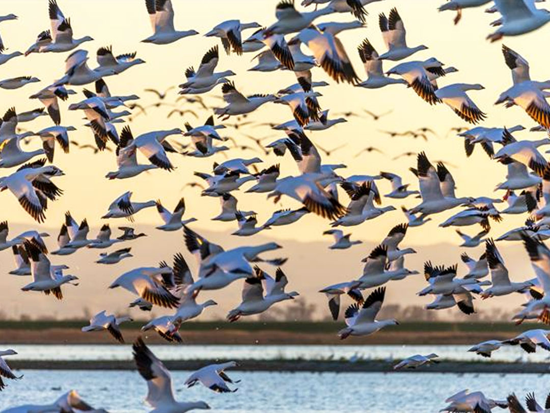 migratory birds to uganda