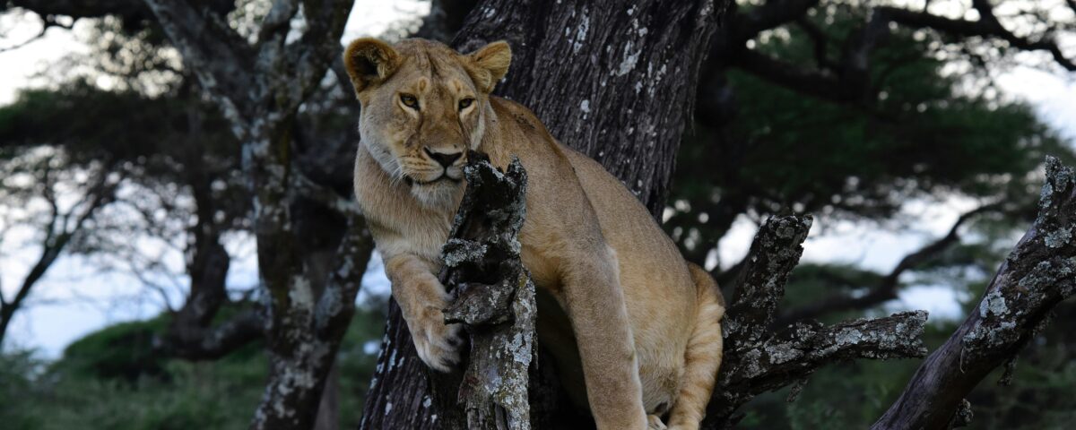 East Africa Multi Country Safaris