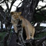 East Africa Multi Country Safaris