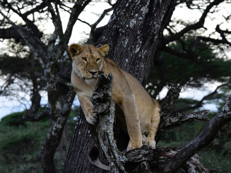 East Africa Multi Country Safaris