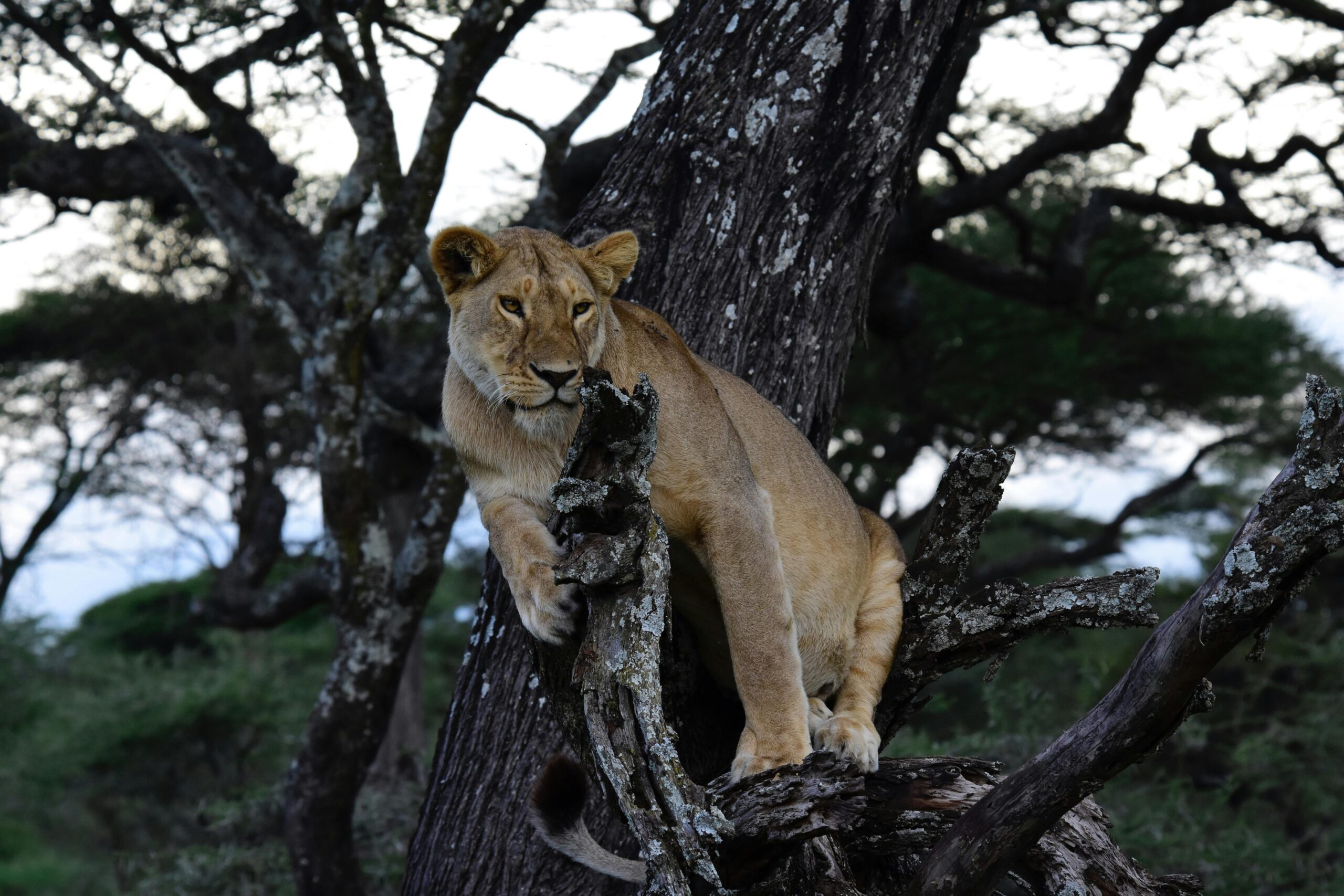 East Africa Multi Country Safaris