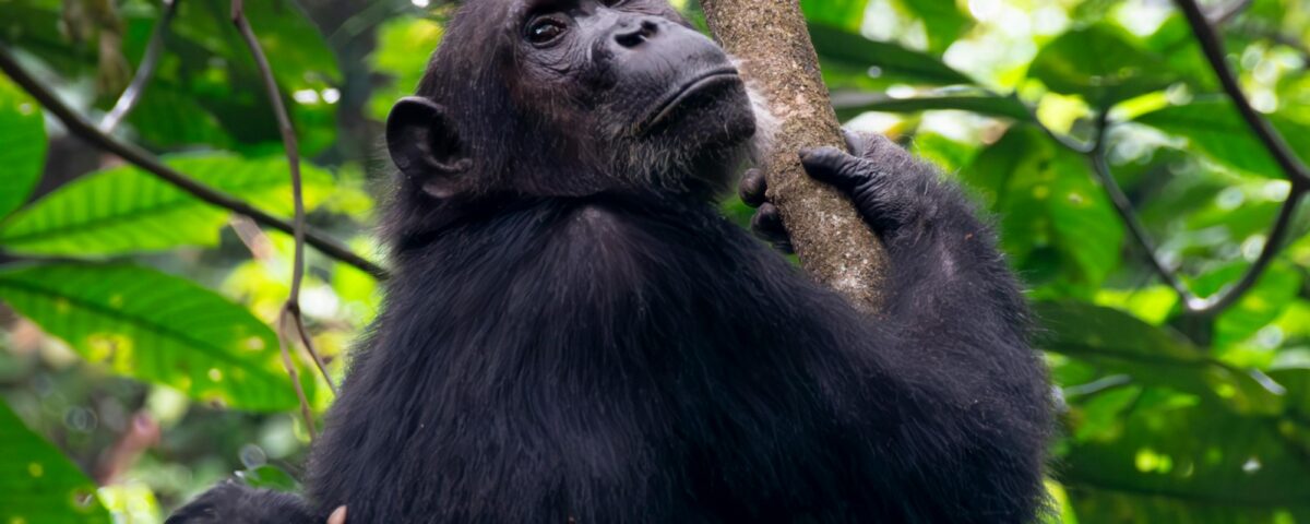 Chimpanzee Trekking in Uganda