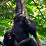 Chimpanzee Trekking in Uganda