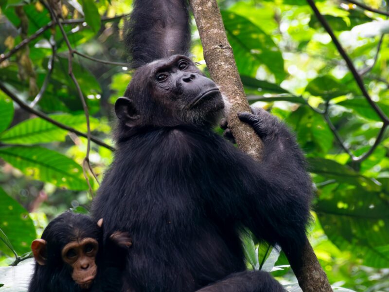 Chimpanzee Trekking in Uganda
