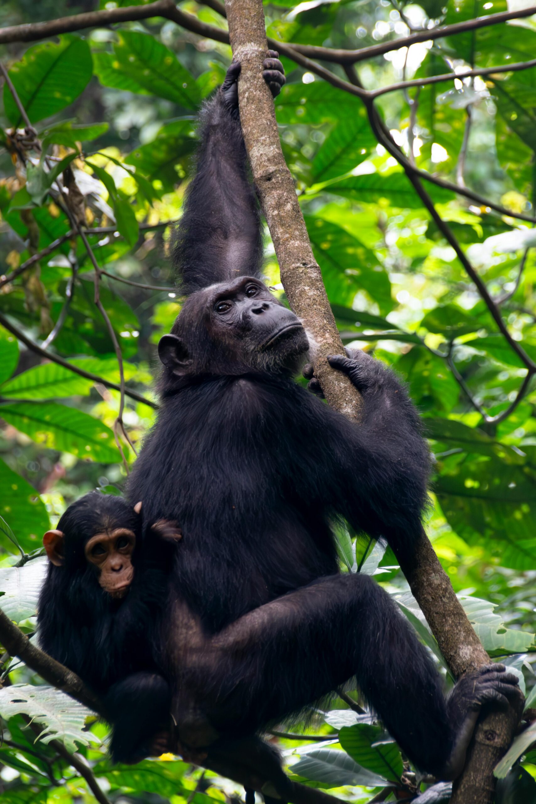 Chimpanzee Trekking in Uganda