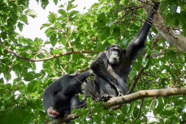Uganda Chimpanzee Tracking Kibale Forest
