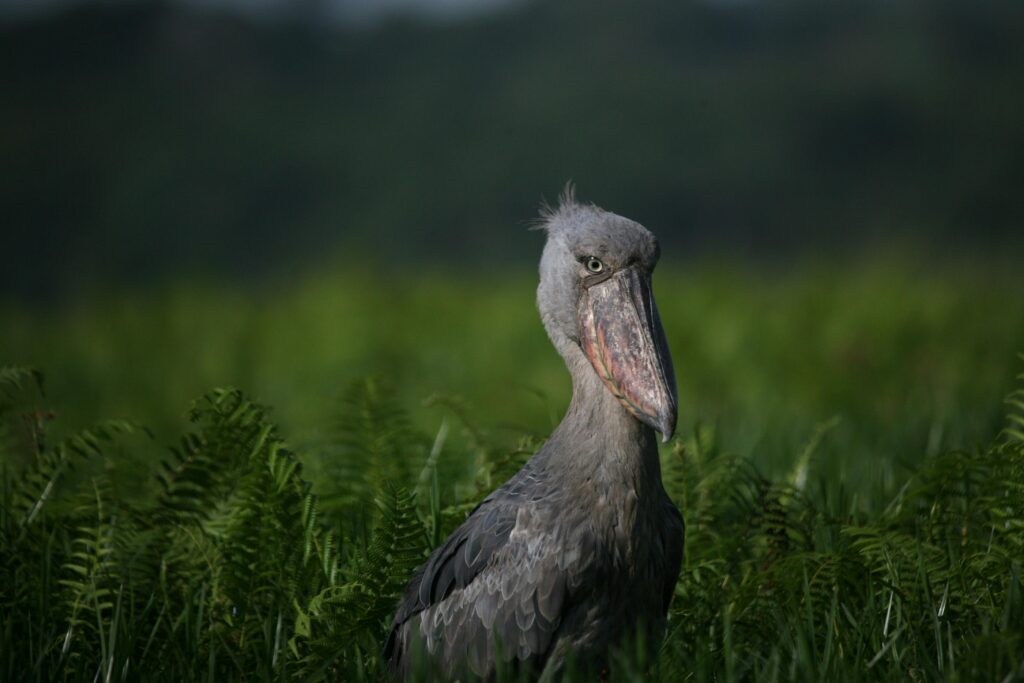 Top 10 To Do in Uganda