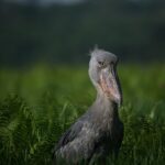 Top 10 To Do in Uganda