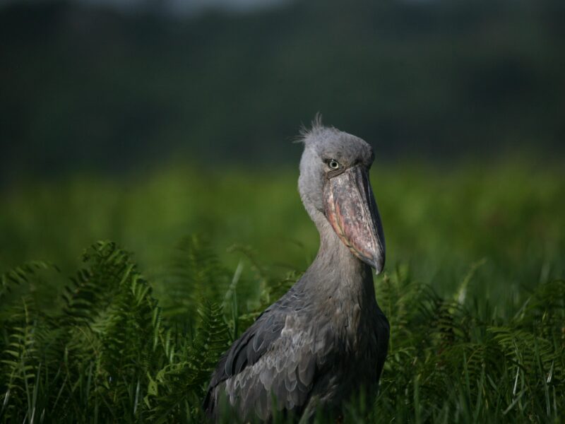 Top 10 To Do in Uganda