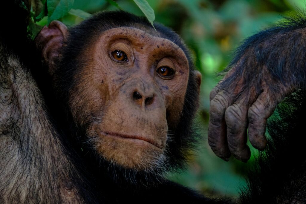 Gorilla Trekking Safaris in Uganda Packages