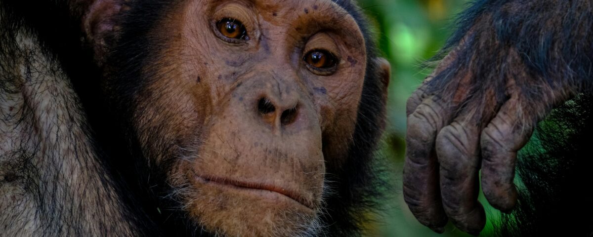 Gorilla Trekking Safaris in Uganda Packages