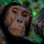 Gorilla Trekking Safaris in Uganda Packages