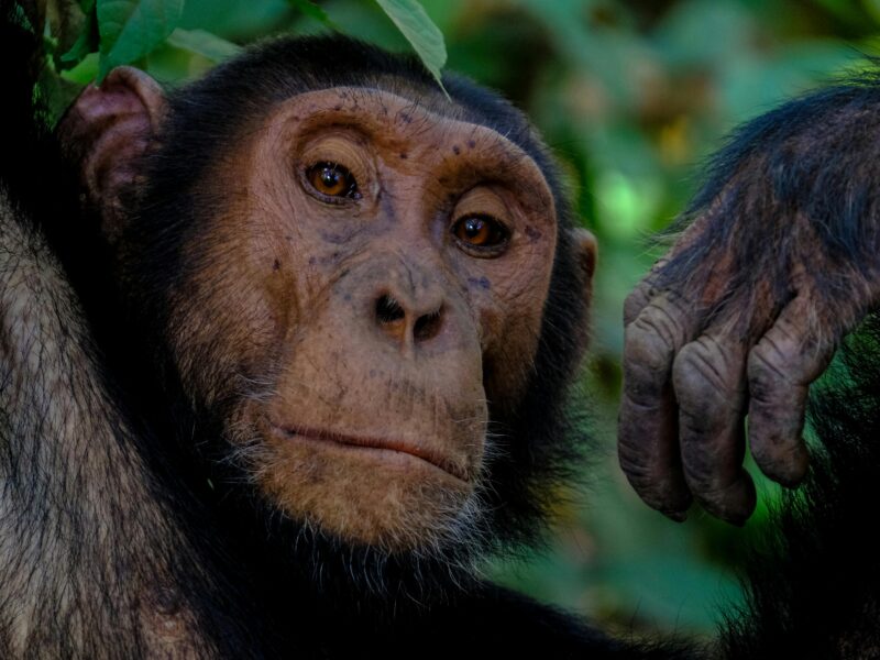 Gorilla Trekking Safaris in Uganda Packages