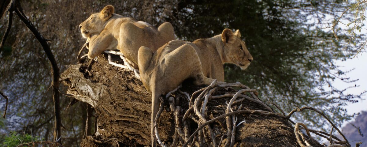 East Africa Multi Country Safaris