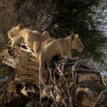 East Africa Multi Country Safaris