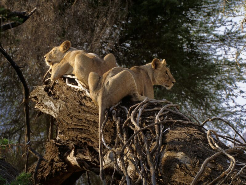 East Africa Multi Country Safaris