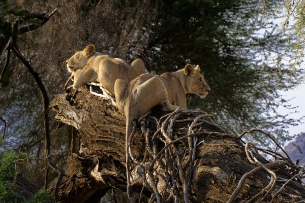 East Africa Multi Country Safaris