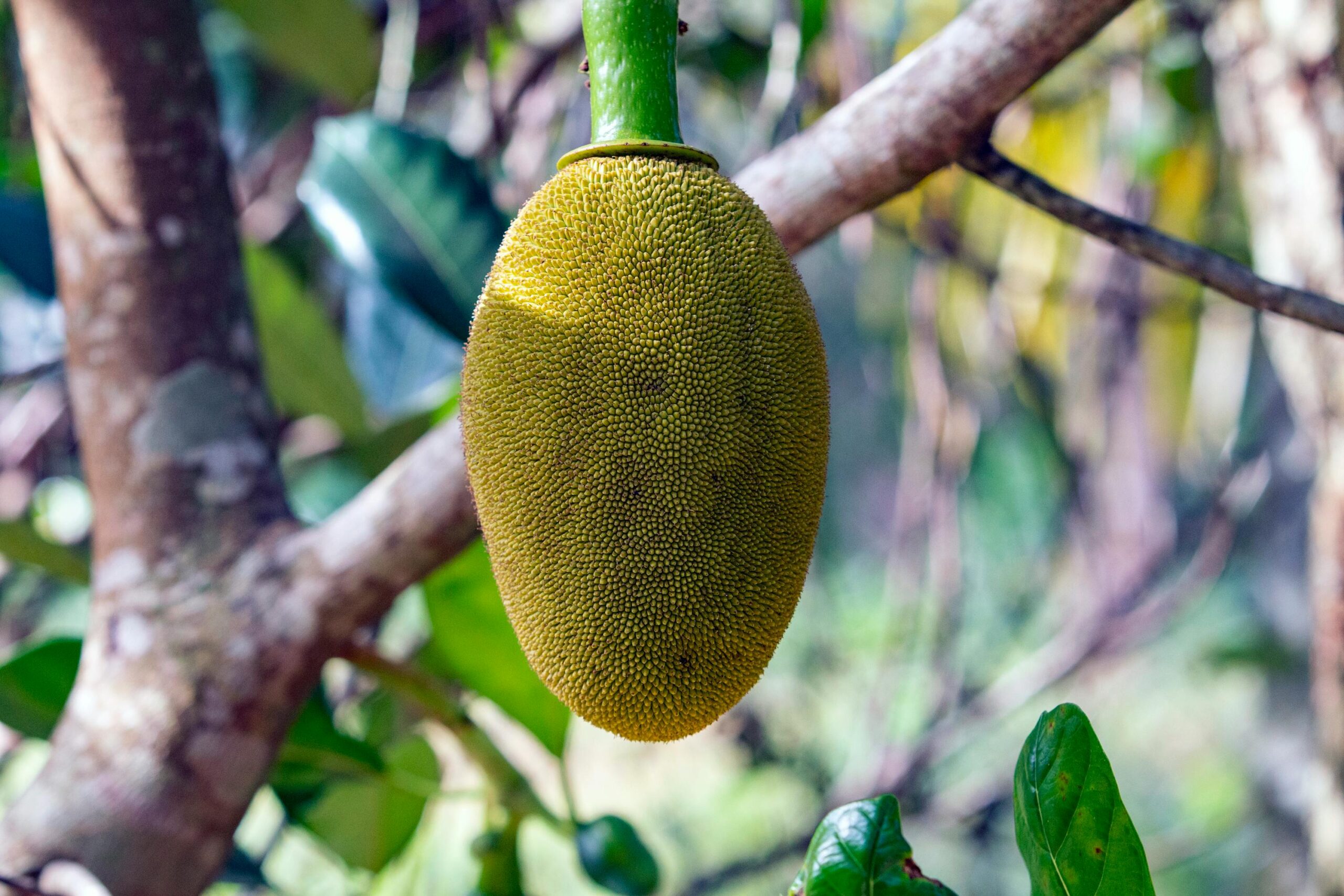 Uganda The Fruit Basket Of Africa