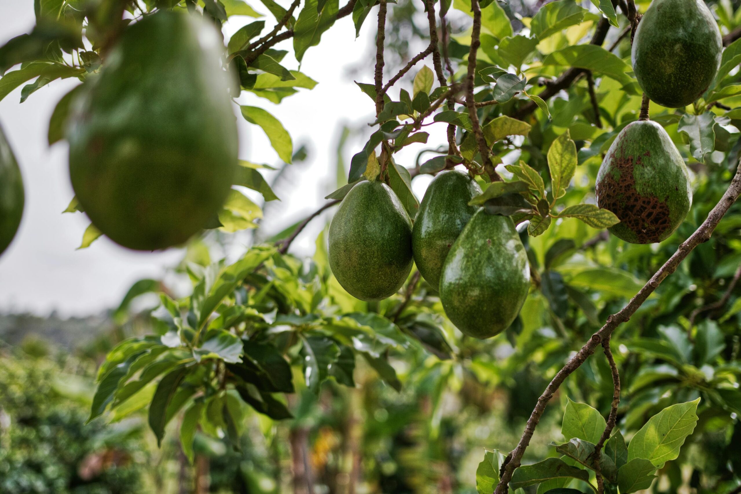 Uganda The Fruit Basket of Africa
