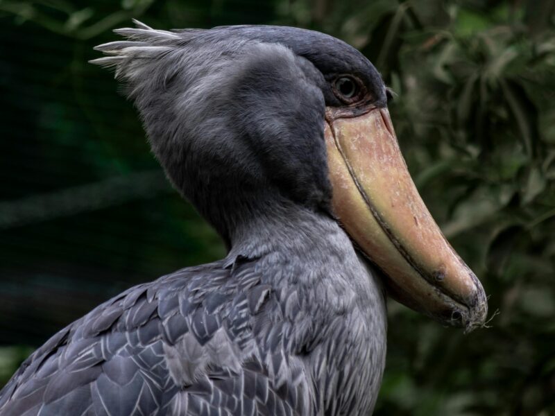 Shoebill Stork