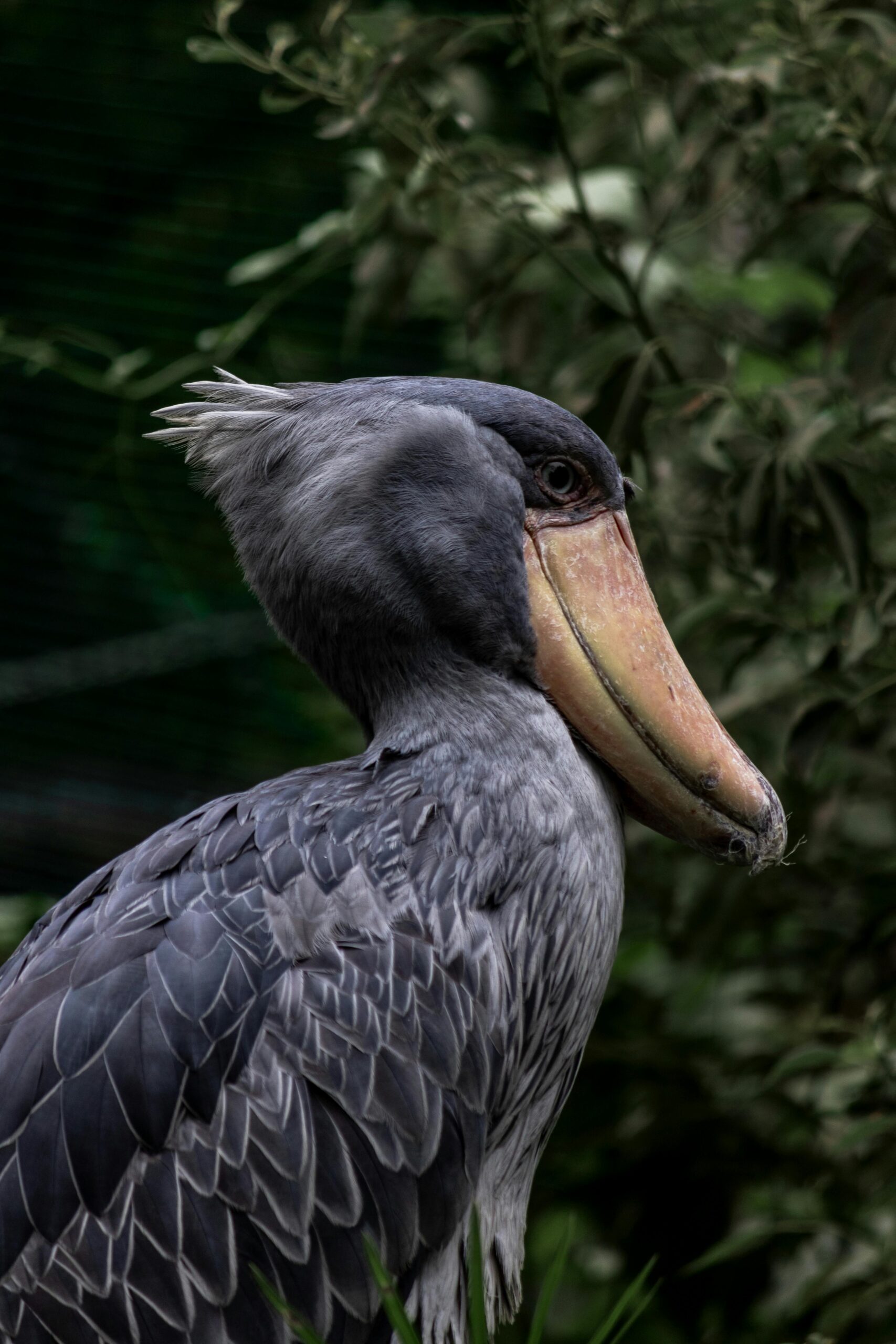 Shoebill Stork