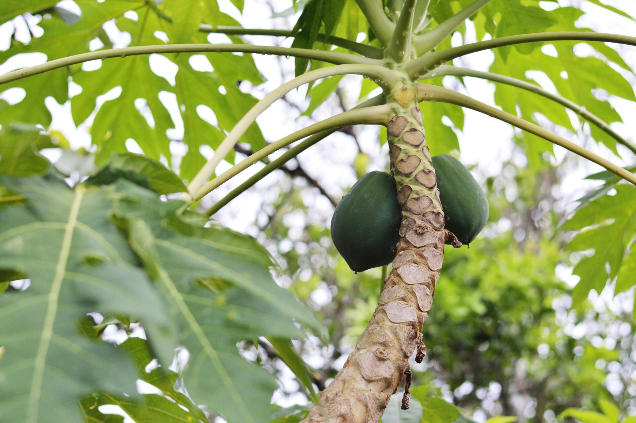 Uganda The Fruit Basket of Africa