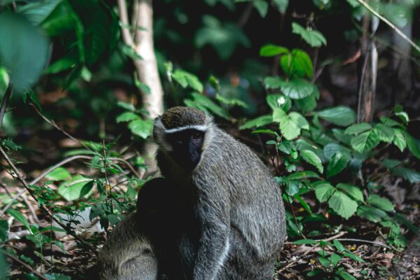 What Makes an Animal a Primate?