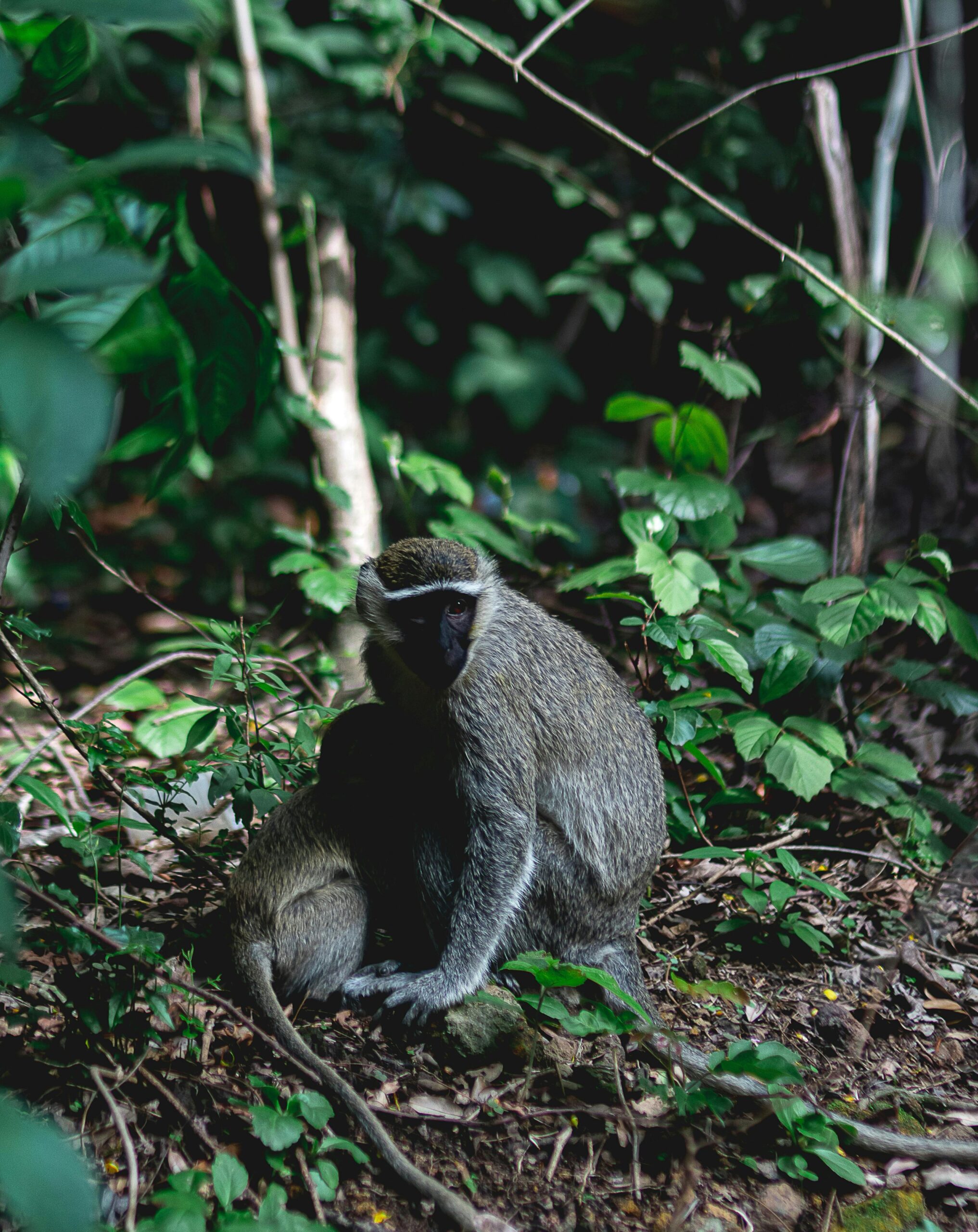 What Makes an Animal a Primate?