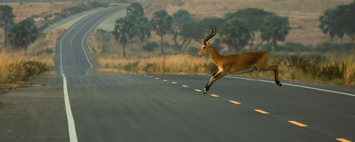 Tips for Budget Uganda Safari