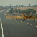 Tips for Budget Uganda Safari