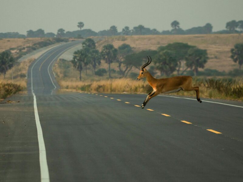 Tips for Budget Uganda Safari