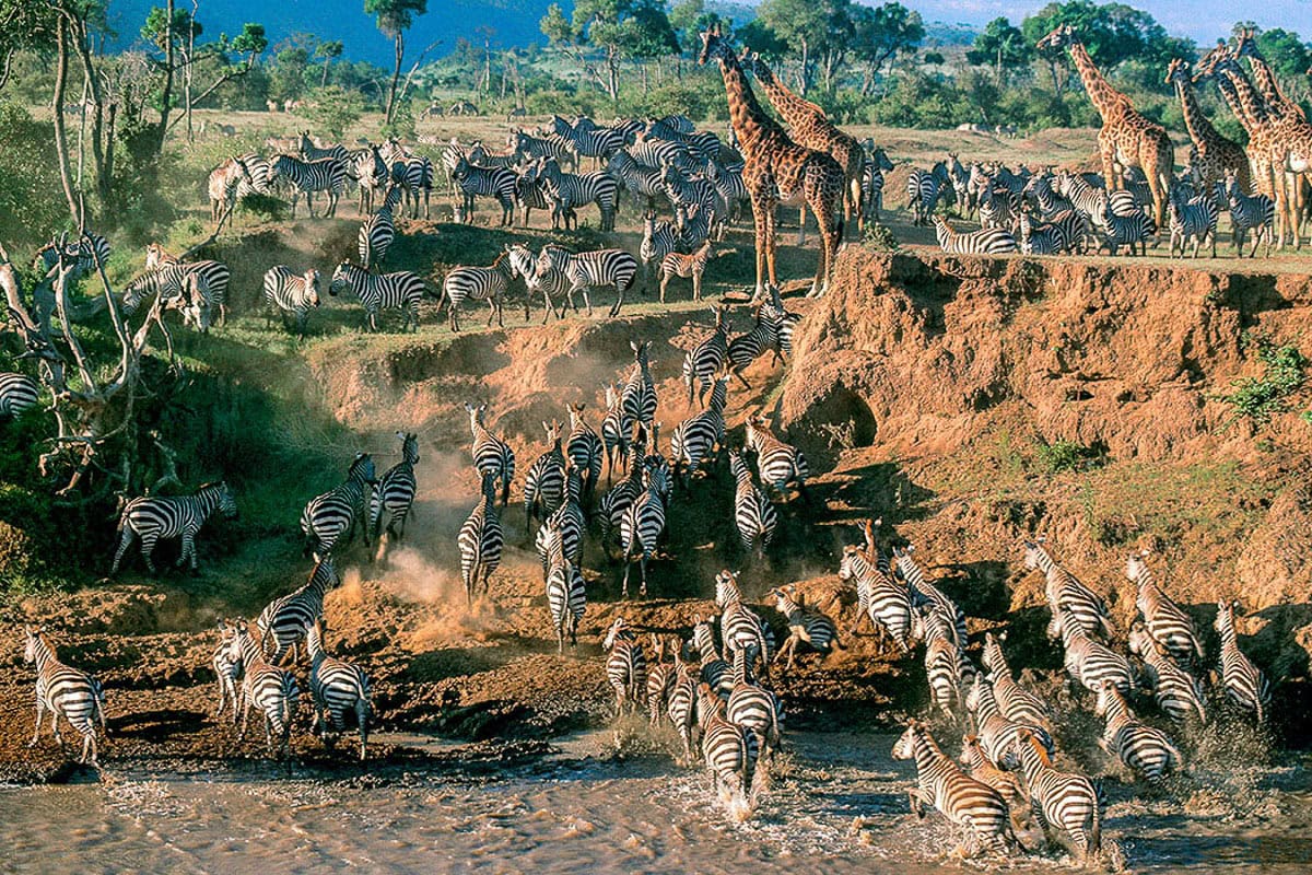 Tanzania Wildlife Safaris