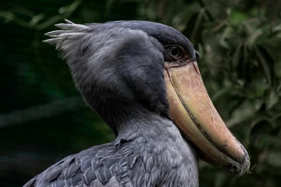 Where Can I Find a Shoebill Stork