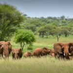 Wildlife Safari