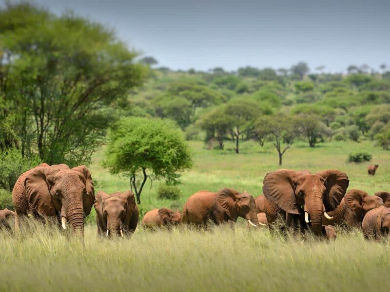 Wildlife Safari