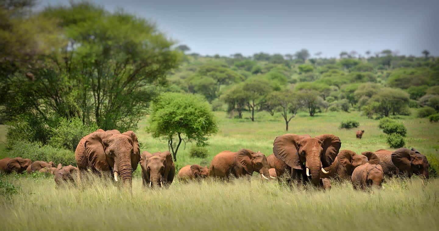  Wildlife Safari