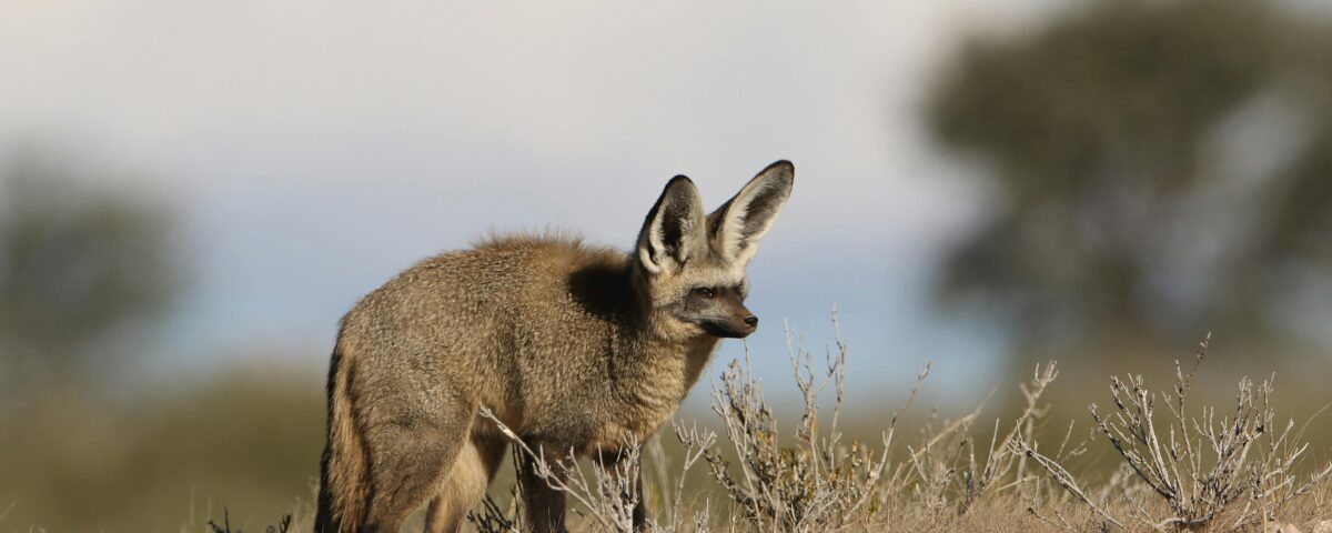 Bat eared Fox