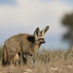 Bat eared Fox